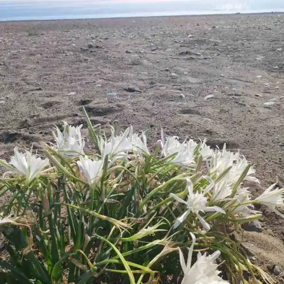 Pancratium_maritinum - Κρινάκι της άμμου- Αυτοφυές λουλούδι