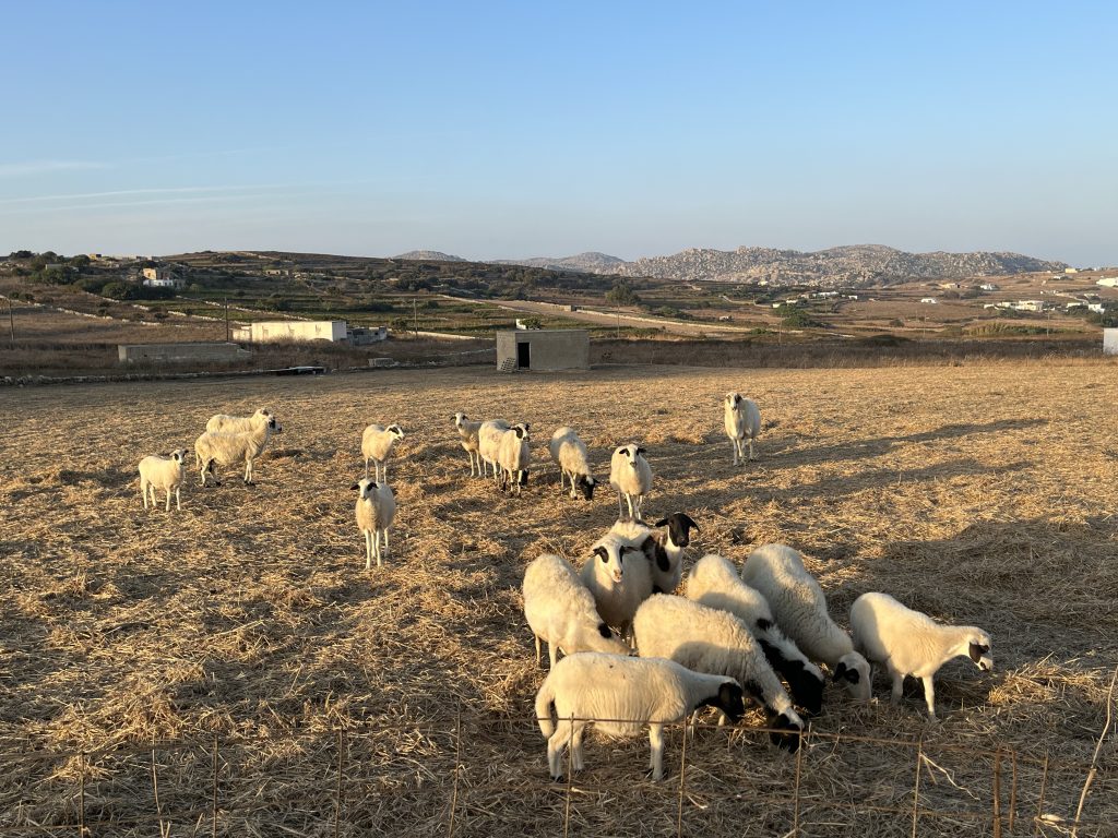 Η έλλειψη νερού αποτελεί σημαντικό πρόβλημα για τους αγρότες και τους κτηνοτρόφους του νησιού. Στο λειβάδι της Κώμης εκφράζονται φόβοι από τους παραγωγούς για ραγδαία υποβάθμιση του υδροφόρου ορίζοντα την τελευταία τριετία. [Φωτογραφία: ΓΙΑΝΝΗΣ ΠΑΛΑΙΟΛΟΓΟΣ]- βιώσιμες κυκλάδες- santorinimagazine.gr