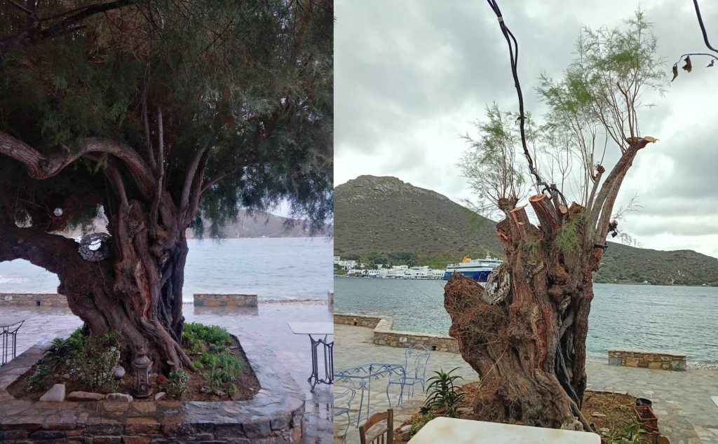 Το δέντρο πριν και μετά. [Φωτογραφίες facebook : Ελευθερία Ψυχογιού/Κατερίνα Κουκουζέλη]