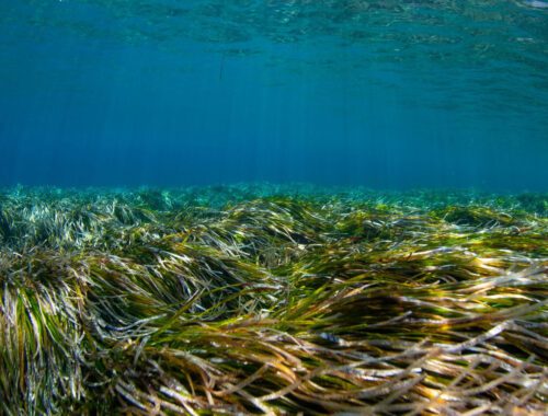 posidonia cpf santorini protection