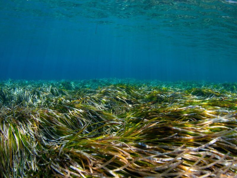 posidonia cpf santorini protection