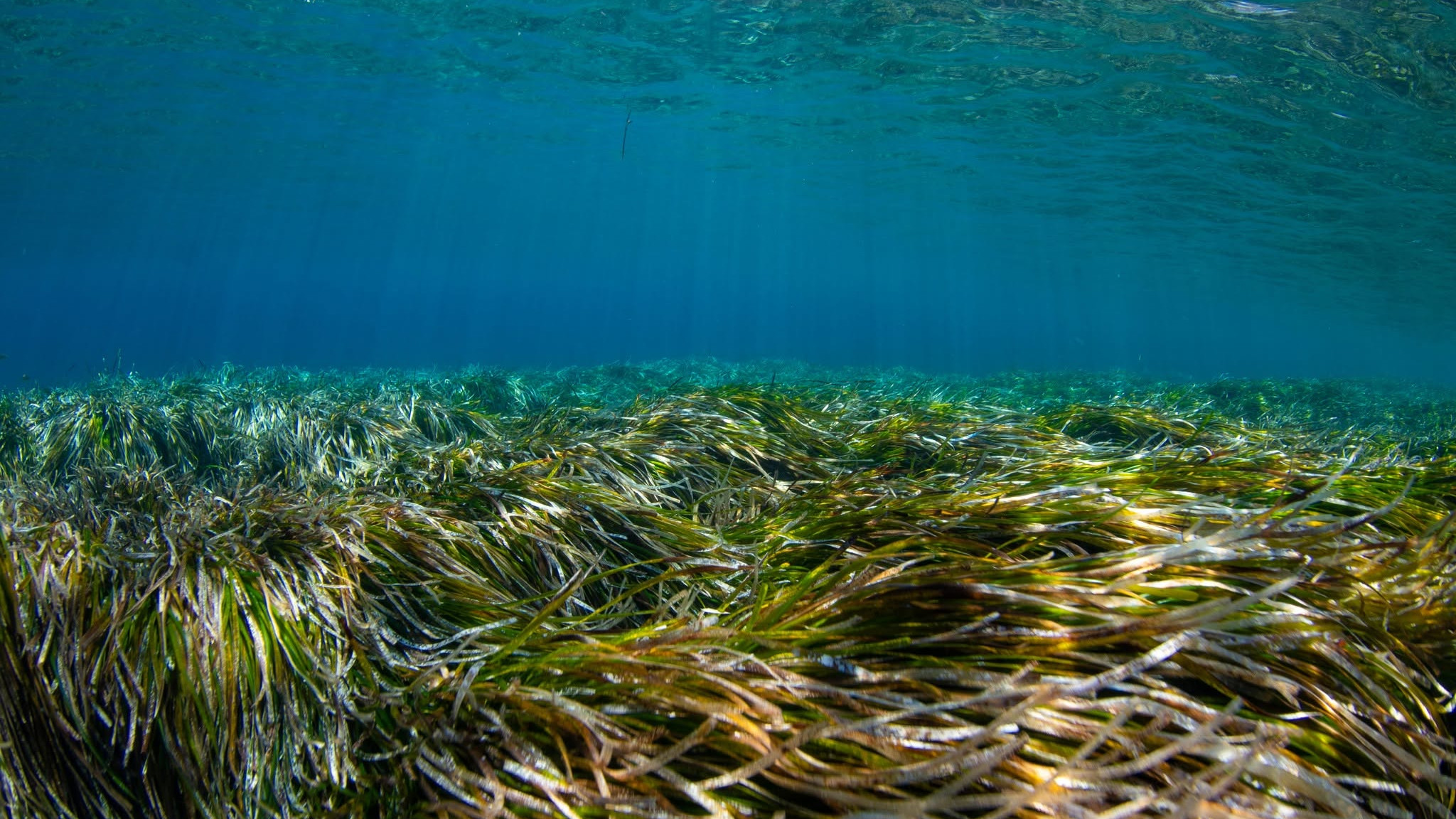 posidonia cpf santorini protection